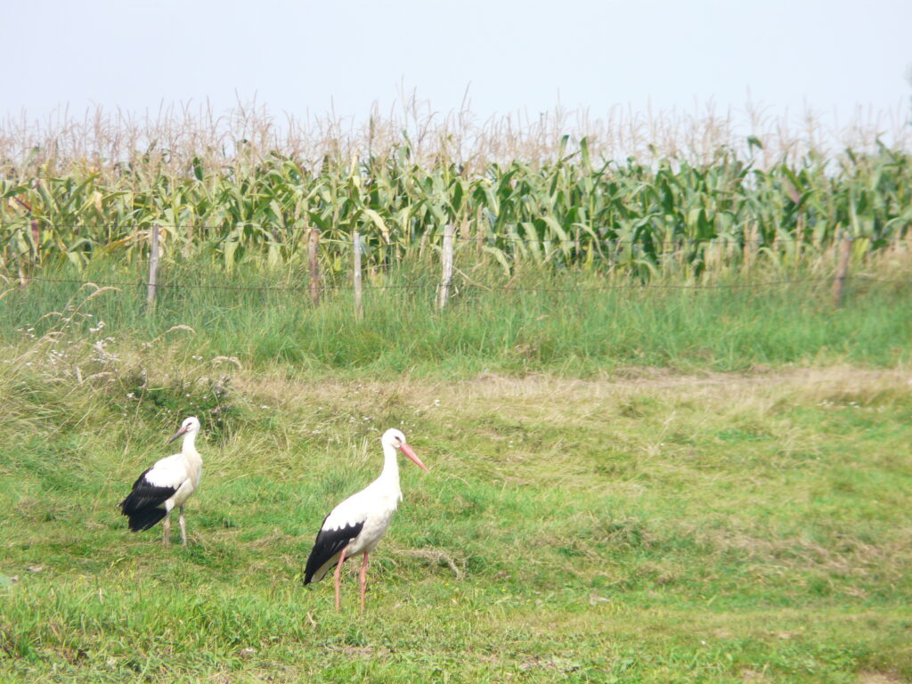 Podziękowania